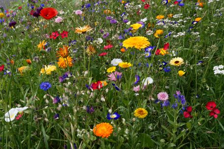 Kerstin Ellersdorfer