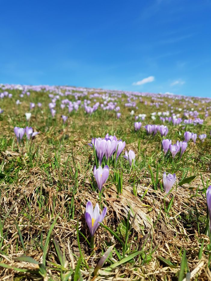 Krokusblüte auf dem Hündle