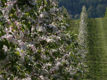Apfelplantage in Blüte