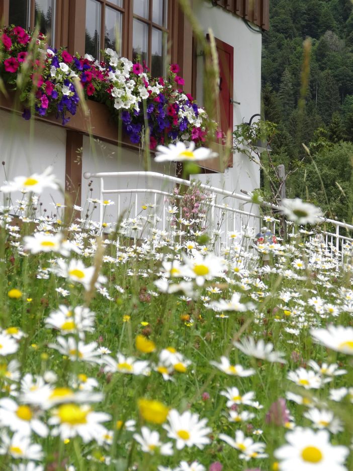 Frühsommer in Balderschwang