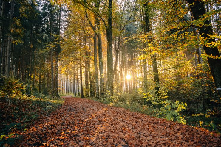 Osterwald im Herbst