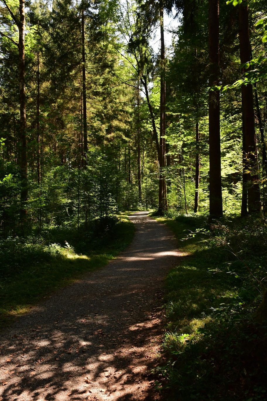 Wanderweg im Auwald