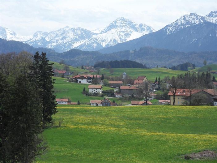 Hopferau Löwenzahnblüte