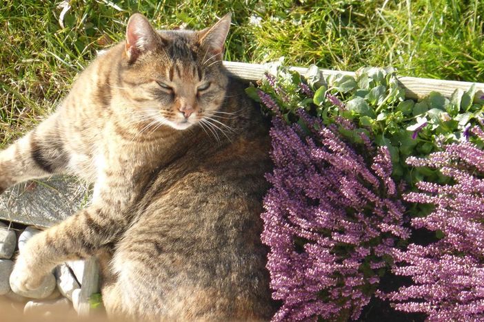 Unsere Katze im Blumenkasten