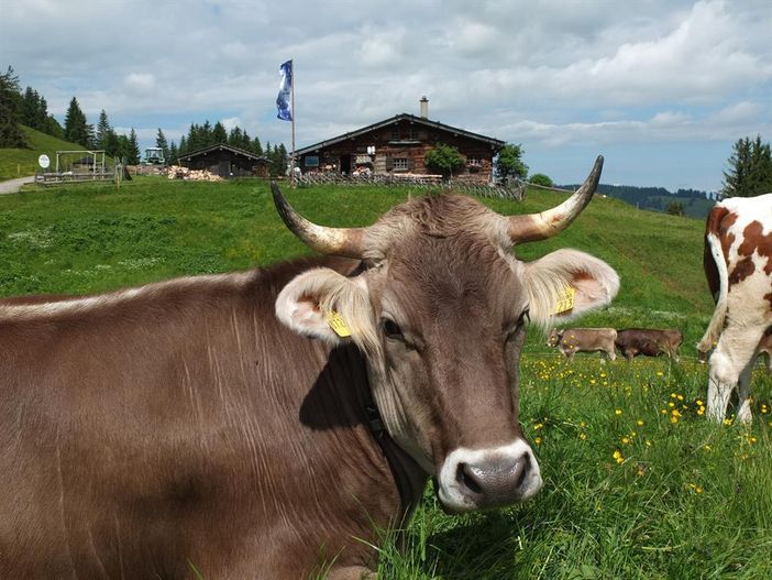 Jungvieh auf der Weide