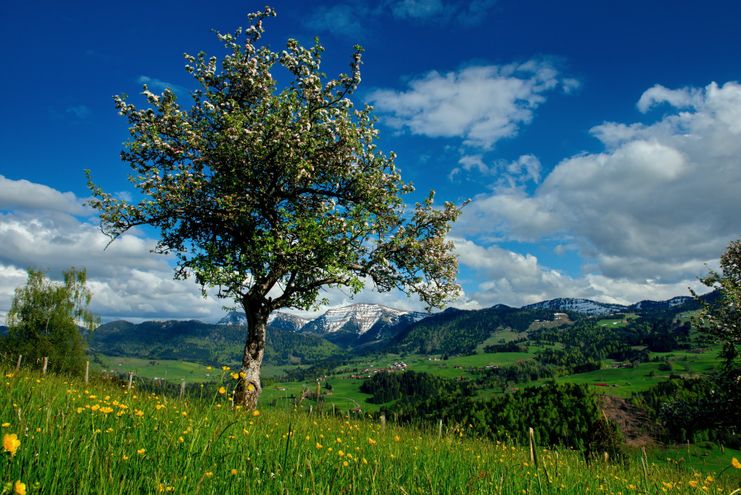 Frühlingserwachen am Kapf