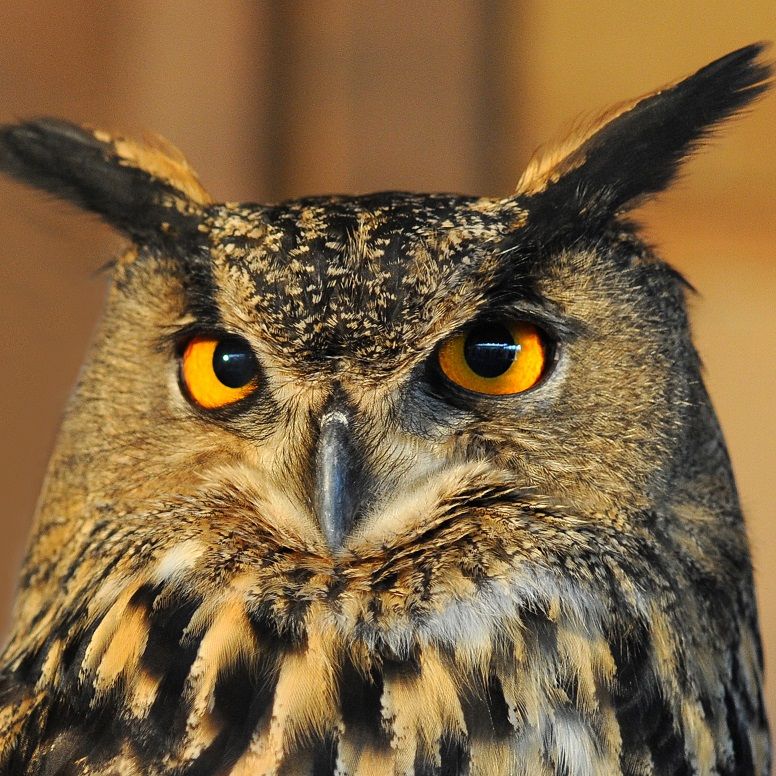 Vortrag_Uhu_Thomas Gretler