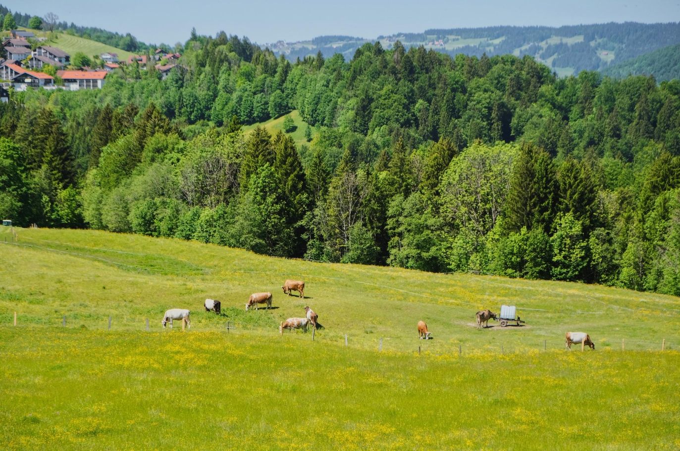 Kühe