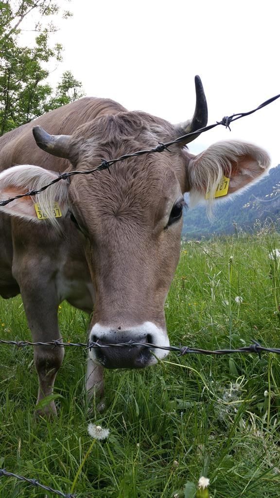 Kuh"Tanja"