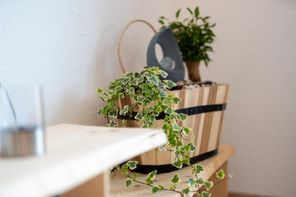 Pflanzendekoration_im_modernen_Raum