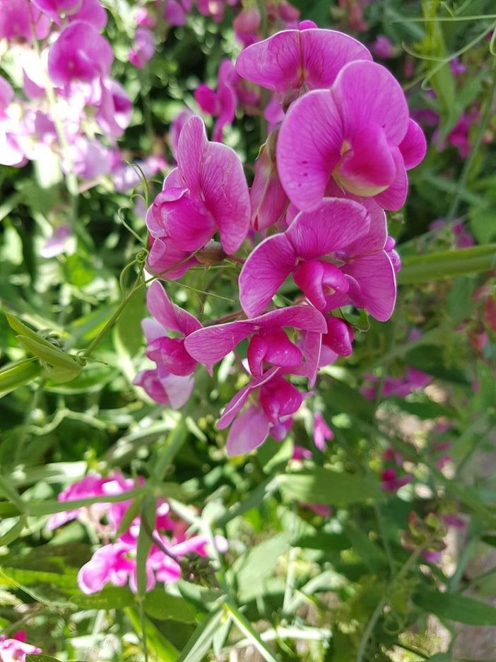 Natur pur.......
