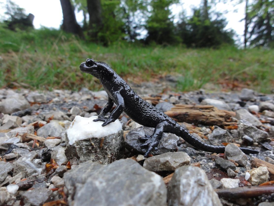 Ausstellung_Alpensalamander