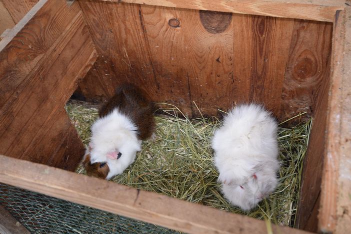 Meerschweinchen