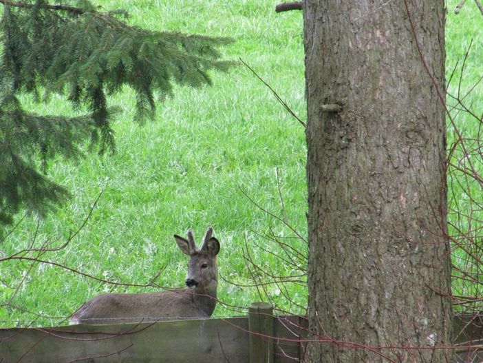 Besuch am Gartenzaun