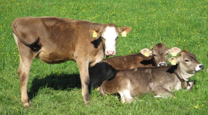 Unsere Kälbchen