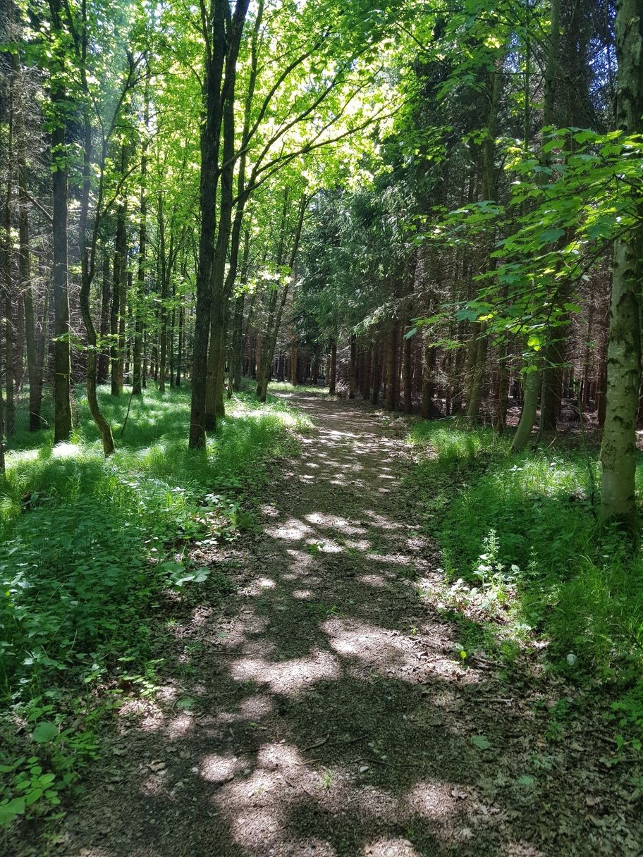 Stadtwaldrunde in Buchloe