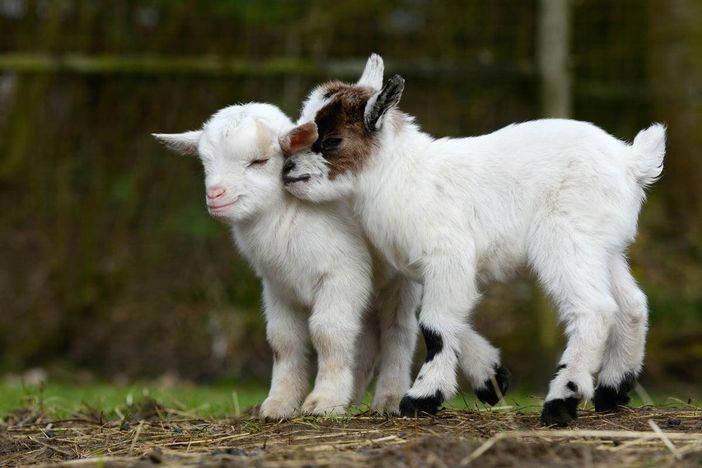 Unsere Zwergziegen Anton und Oskar