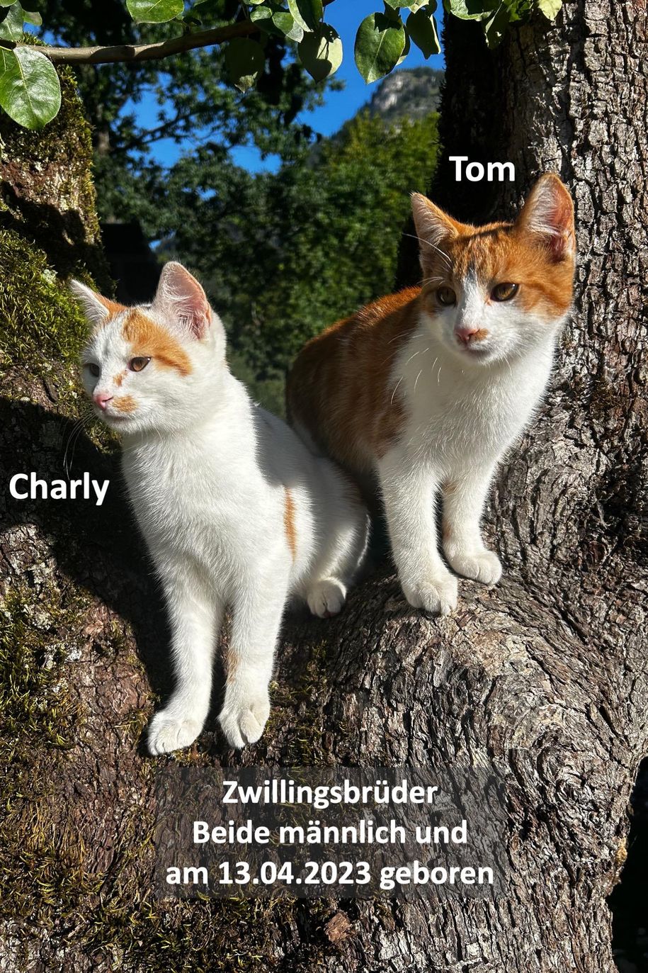 Katzen