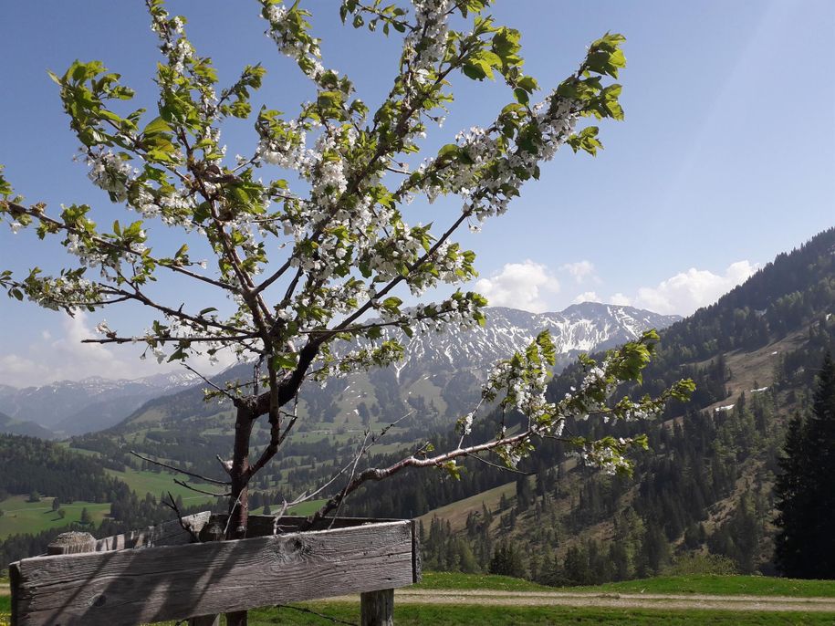 Alpe Buchl