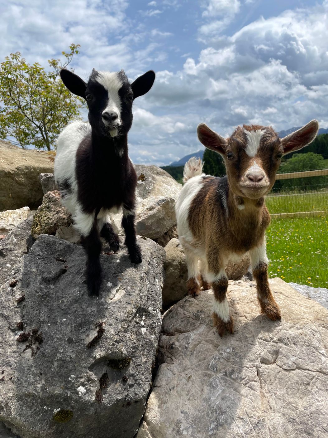 Zwergziegen zum streicheln