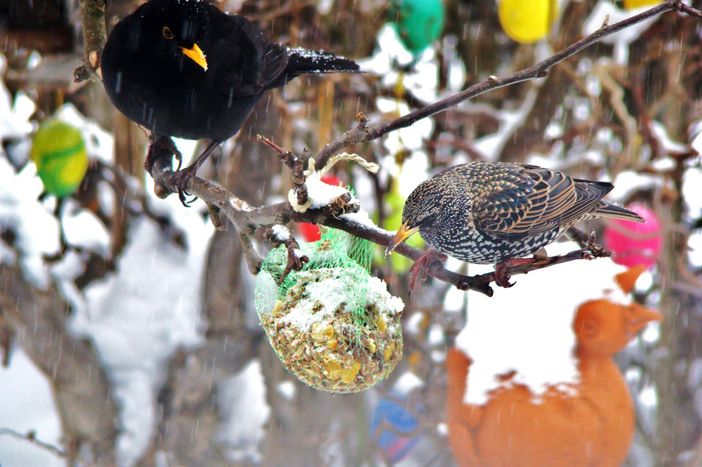 "Amsel + Star"