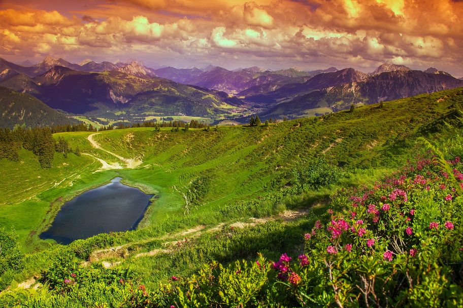 Alpenrosen am Wertacher Hörnle