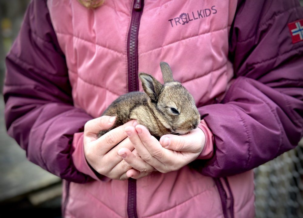Kleines Kaninchen in den Händen eines Kindes