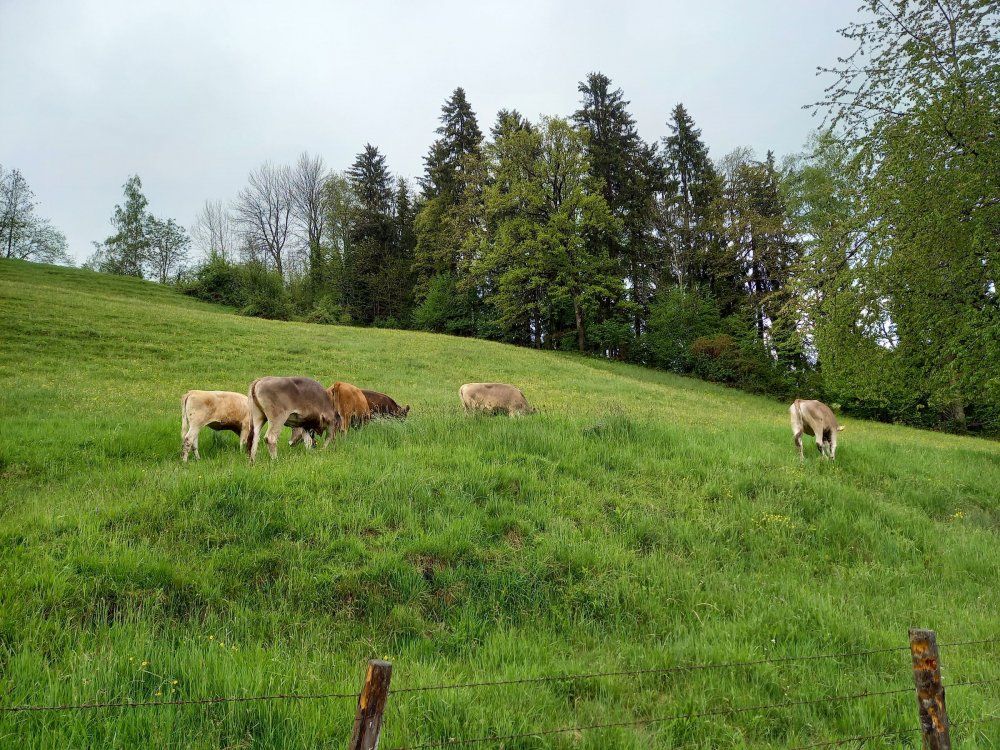 Unser Jungvieh genießt das frische Gras
