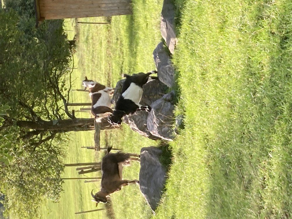 Otto,Gitti und Paula