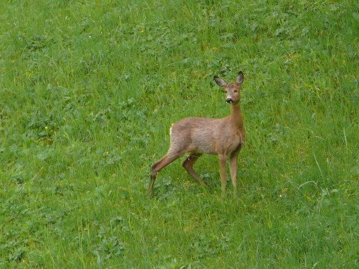 Natur_pur