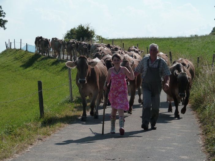 Auf dem Weg in den Stall