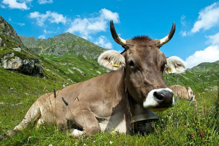 Auf der Alm