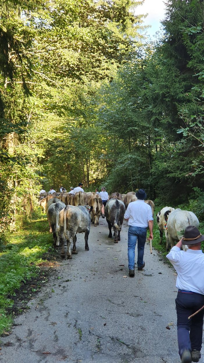 Auf dem Weg ins Tal 2 - Alpe Kalkhöf