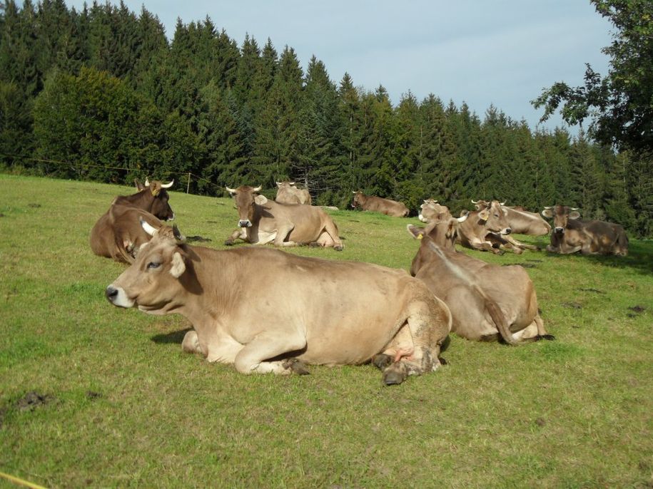 Kühe beim Ruhen