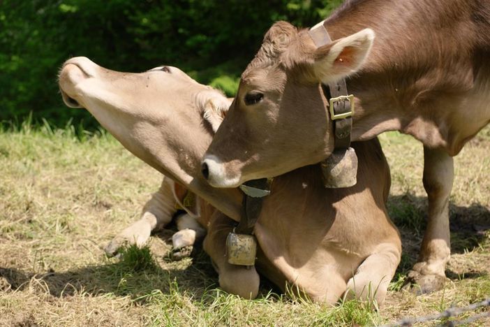 Auch sie geniessen das Allgäu
