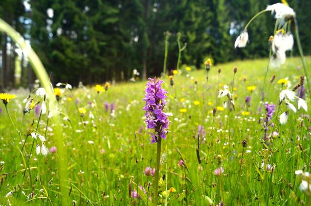 Märchenwiesen (Geschütze Blumen - bitte nicht pflücken)
