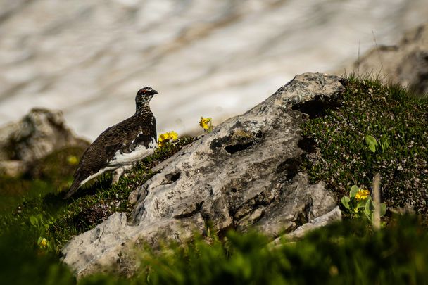 Alpenschneehuhn