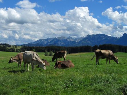 Unsere Milchkühe vom Alpenseehof