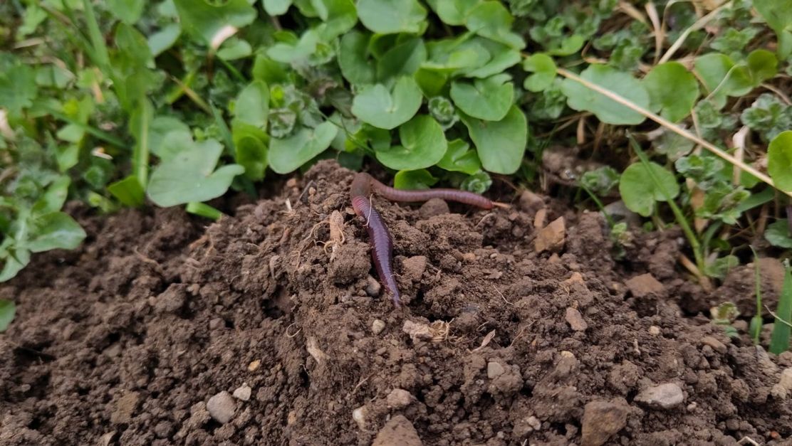 Da ist der Wurm drin_Elisabeth Sohm