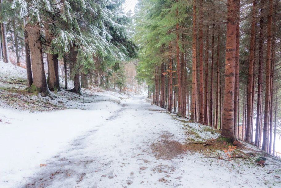 Waldwanderweg Talabwärts Richtung Zell.