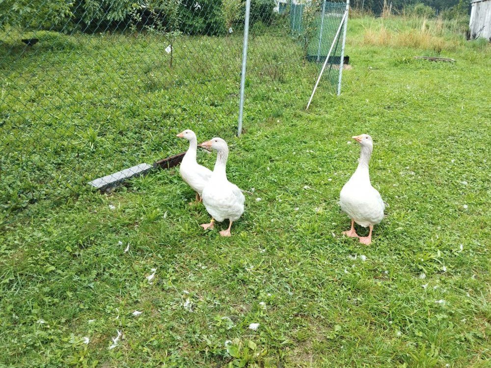 Oscar und Frieda mit Nachwuchs