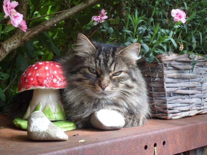 Unsere Katze "Hexi"