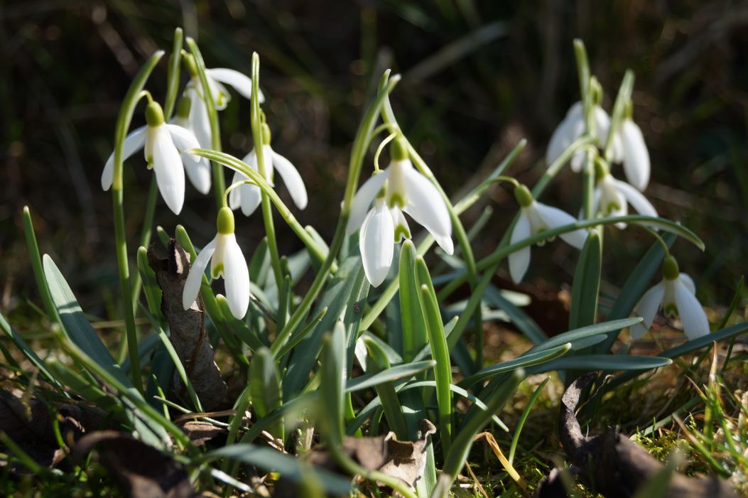 Frühling Schneeglöckchen