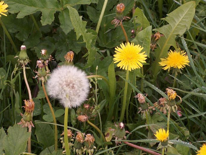 Löwenzahn und Pustblume