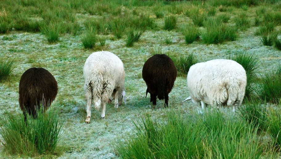 Schafe im Tiefenberger Moos bei Ofterschwang