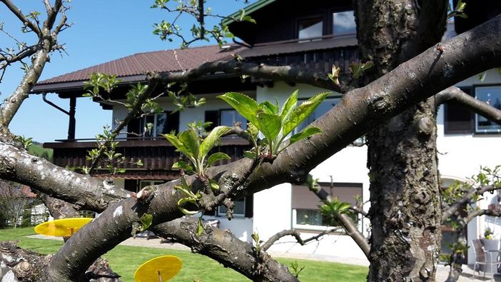Haus mit Apfelbaum