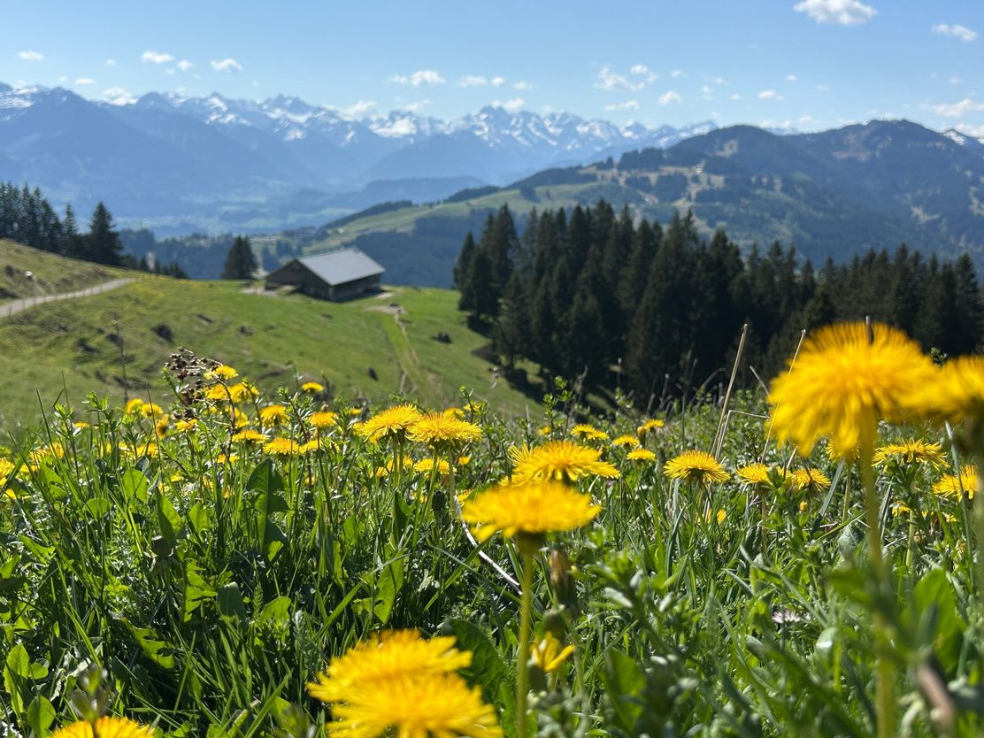 Alpe Vorderkrumbach
