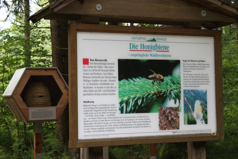 Infotafel zur Honigbiene auf dem Naturpfad Senkele nahe des Waldhauses