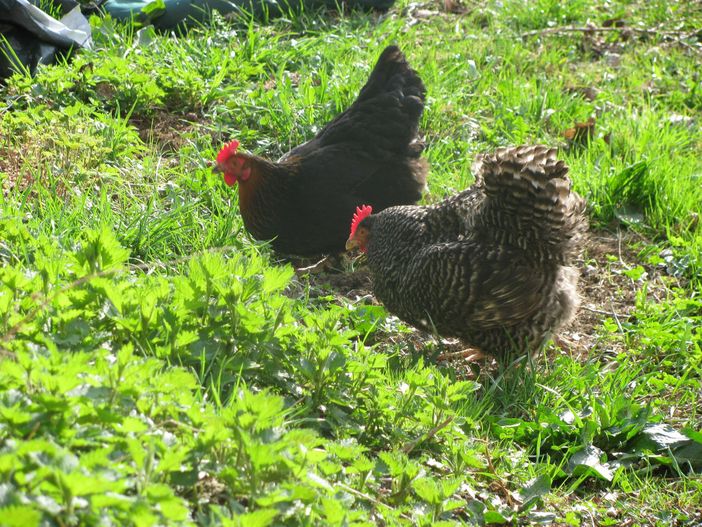 Unsere Hühner
