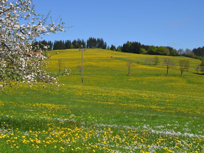 Löwenzahnblüte